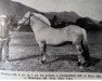 Deckhengst Bergfast N.635 (Fjordpferd, 1913, von Dalegubben N.502)