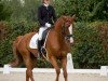 dressage horse Lordanus 6 (German Sport Horse, 2008, from Lord Fantastic)