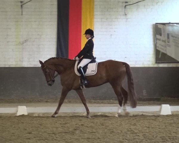 Dressurturnier Jüchen-Waat 2017