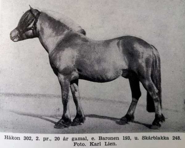 stallion Håkon N.302 (Fjord Horse, 1904, from Baronen N.193)
