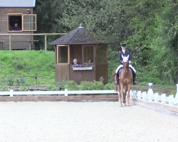 Reitturnier Mettmann - Reitanlage Löckenhoff 2017