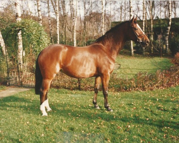 broodmare Jottie-P (KWPN (Royal Dutch Sporthorse), 1991, from Voltaire)