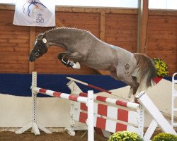 dressage horse Napoli 58 (German Riding Pony, 2014, from Fs Numero Uno)