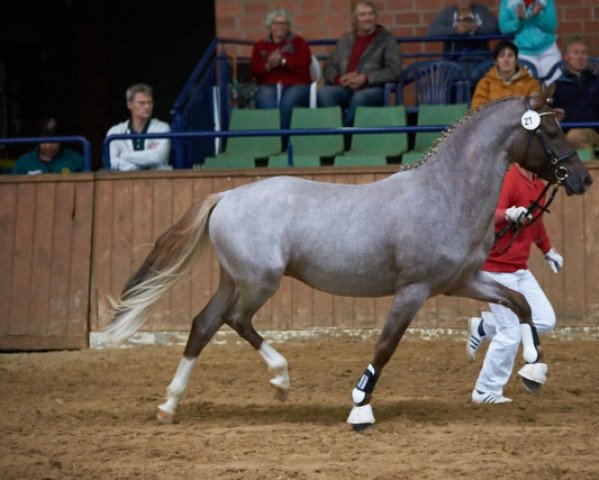 dressage horse Napoli 58 (German Riding Pony, 2014, from Fs Numero Uno)