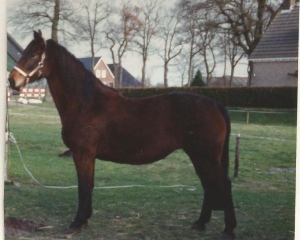 Zuchtstute Dottie (Koninklijk Warmbloed Paardenstamboek Nederland (KWPN), 1985, von Ramiro Z)