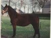 broodmare Dottie (KWPN (Royal Dutch Sporthorse), 1985, from Ramiro Z)