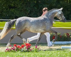 dressage horse Notre Dame 19 (Deutsches Reitpony, 2013, from Fs Numero Uno)