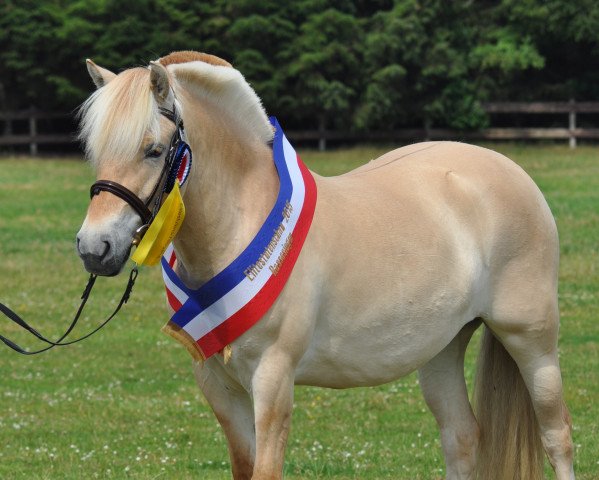 broodmare Ilrica (Fjord Horse, 2012, from Inrico)