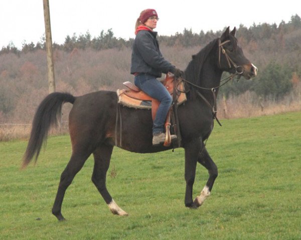Pferd Elcido (Vollblutaraber, 2015)
