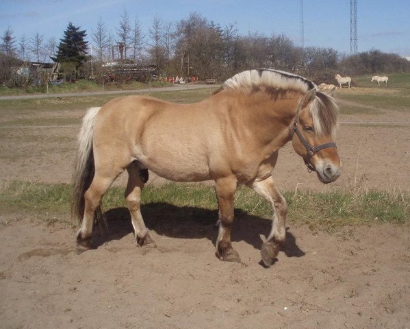 stallion Kvik Halsnæs (Fjord Horse, 1985, from Plutonikk)