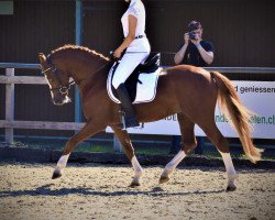 stallion Frankenhöh's Da Vinci (Welsh-Pony (Section B), 2013, from Cadlanvalley Deluxe)