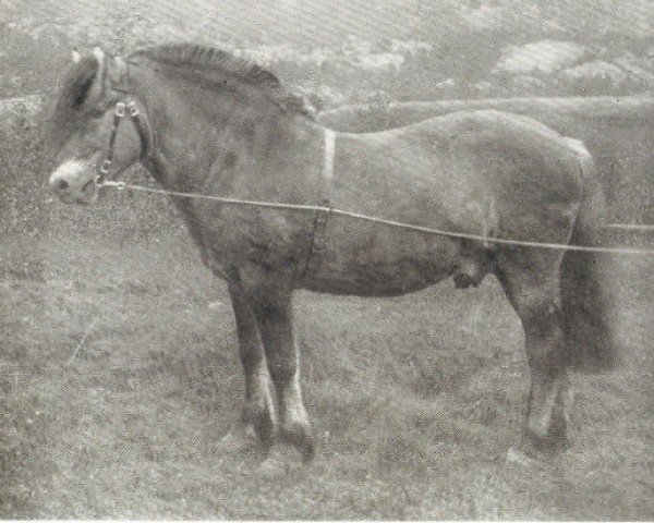 Pferd Håkon N. 441 (Fjordpferd, 1905, von Frimann N.268)