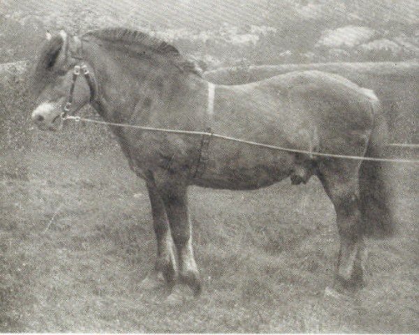 horse Håkon N. 441 (Fjord Horse, 1905, from Frimann N.268)