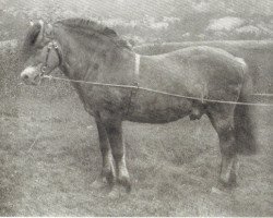 horse Håkon N. 441 (Fjord Horse, 1905, from Frimann N.268)