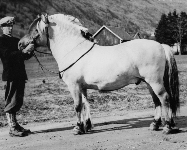 stallion Torbjørn N.1417 (Fjord Horse, 1946, from Blom N.1163)