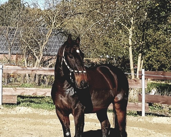 dressage horse Dr. Dodge (Oldenburg, 2003, from Dr Doolittle 45)