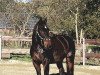 dressage horse Dr. Dodge (Oldenburg, 2003, from Dr Doolittle 45)