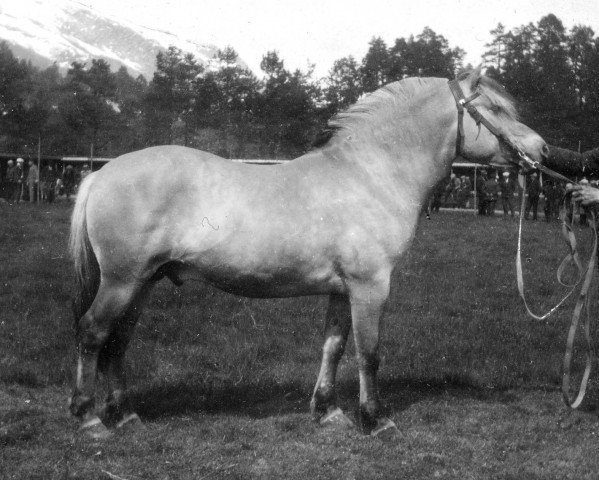 stallion Øyarblakken (Fjord Horse, 1923, from Rodsetblakken)