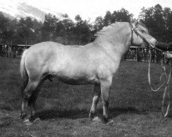 stallion Øyarblakken (Fjord Horse, 1923, from Rodsetblakken)