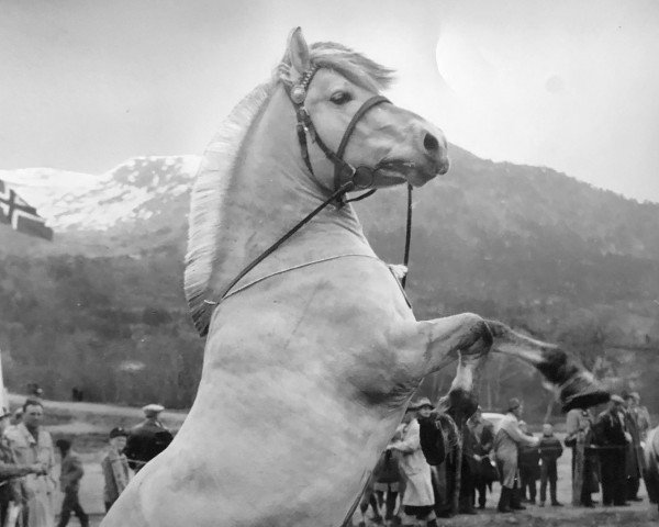 Pferd Hagar N.1535 (Fjordpferd, 1953, von Dyre)