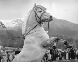 horse Hagar N.1535 (Fjord Horse, 1953, from Dyre)