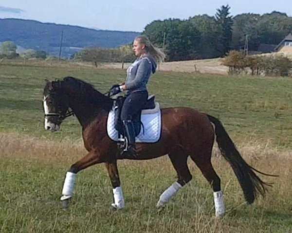 dressage horse Dubary 11 (German Riding Pony, 2016, from Schierensees Marillion)