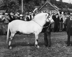 Deckhengst Dyre (Fjordpferd, 1937, von Øyarblakken)