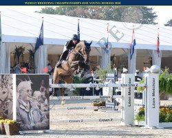 jumper Dancing Queen Jt Z (Belgian Warmblood, 2011, from Diarado)