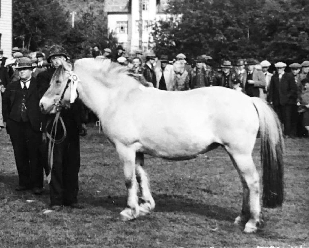 Zuchtstute Dokka N.3580 (Fjordpferd, 1933, von Ridder N.808)