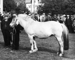 Zuchtstute Dokka N.3580 (Fjordpferd, 1933, von Ridder N.808)