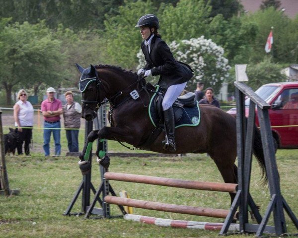 dressage horse Lewis Dark Dancer (Hucul, 2010)