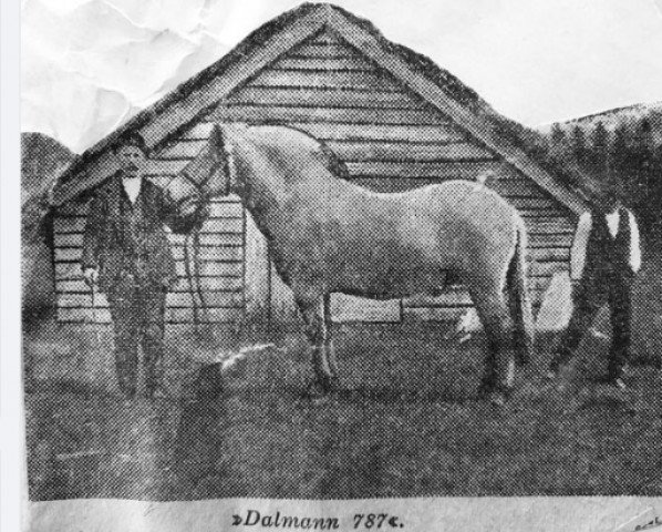 stallion Dalmann N.787 (Fjord Horse, 1920, from Håkon N.302)