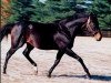 stallion Broad Brush xx (Thoroughbred, 1983, from Ack Ack xx)