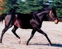 stallion Broad Brush xx (Thoroughbred, 1983, from Ack Ack xx)