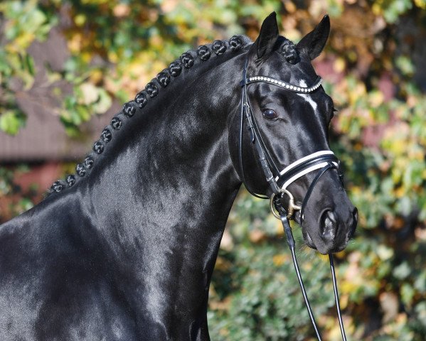 dressage horse Zenon (Royal Warmblood Studbook of the Netherlands (KWPN), 2014, from Zonik)