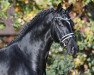 stallion Zenon (KWPN (Royal Dutch Sporthorse), 2014, from Zonik)