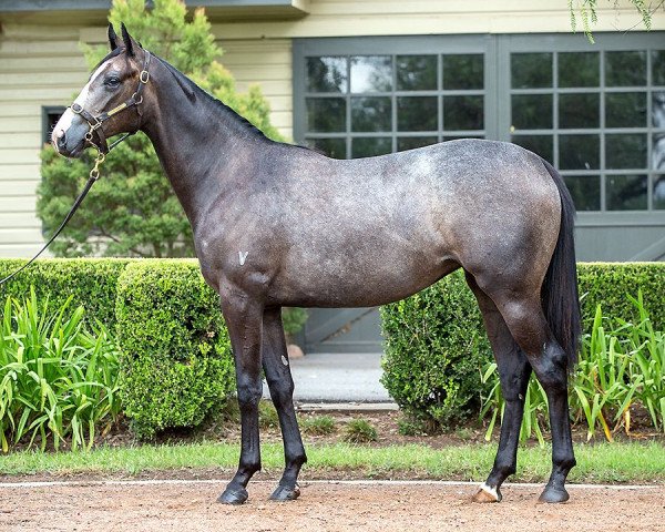 horse Inglis xx (Thoroughbred, 2016, from Tapit xx)