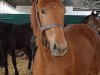 broodmare Valenzia von Greifenstein (Hanoverian, 2017, from Vivaldi)