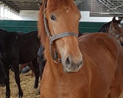 broodmare Valenzia von Greifenstein (Hanoverian, 2017, from Vivaldi)