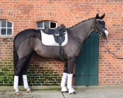 broodmare Quara 3 (German Warmblood, 2014, from Quaterman I)