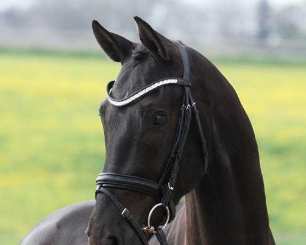 dressage horse Gørklintgårds Jericho (Oldenburg, 2010, from Jazz)