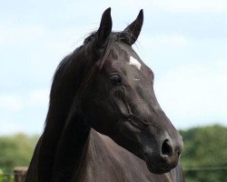 broodmare Gørklintgårds DeeDee (Danish Warmblood, 2004, from Sunny-Boy)