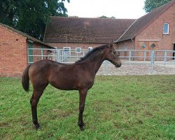 broodmare Bellevie (Hanoverian, 2017, from Bernay)