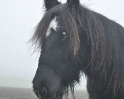 Pferd Marcas (Friesen-Mix, 2018)