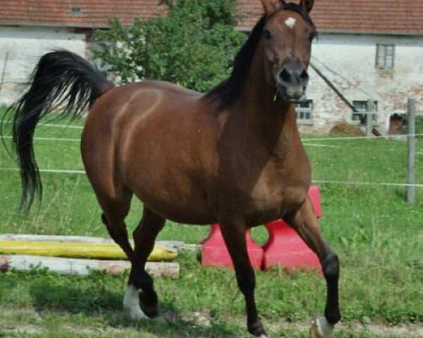 broodmare Ventana (Arabian thoroughbred, 1998, from Mirok Monpelou ox)