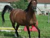 broodmare Ventana (Arabian thoroughbred, 1998, from Mirok Monpelou ox)