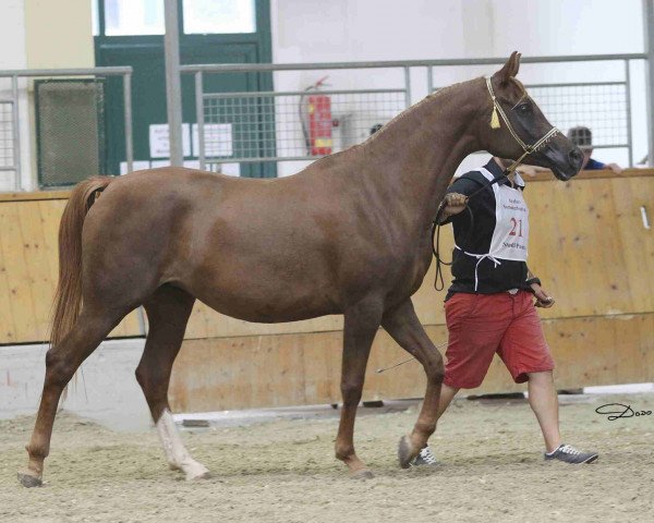 broodmare Venus Mercuria (Arabian thoroughbred, 2006, from Mir Khan)