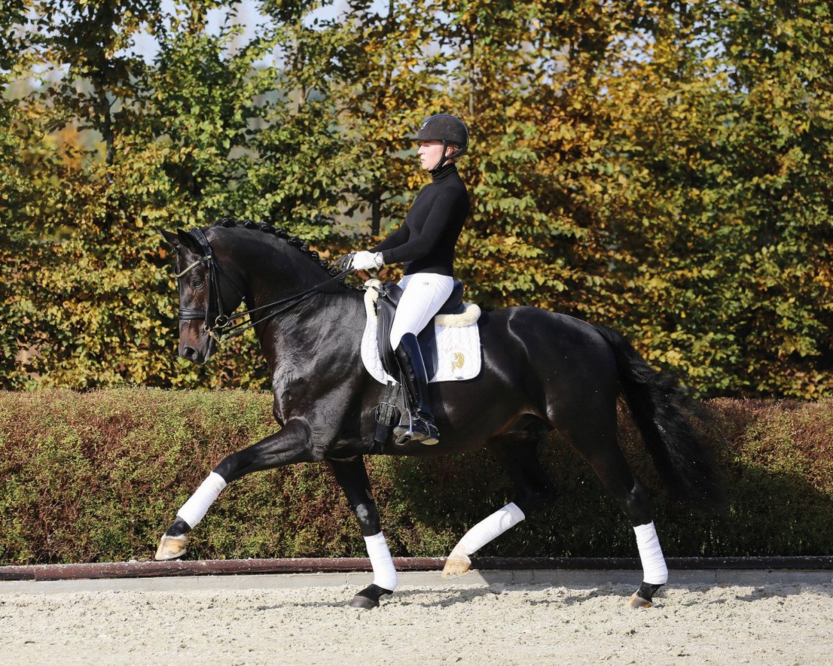 dressage horse Grey Flanell (KWPN (Royal Dutch Sporthorse), 2010, from Gribaldi)