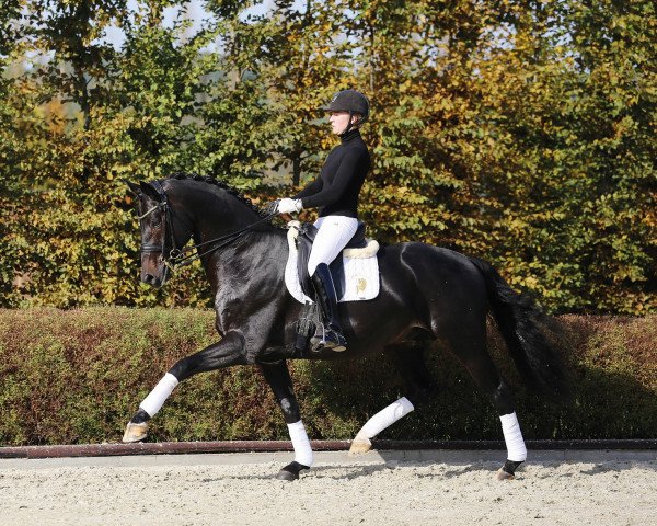 dressage horse Grey Flanell (Royal Warmblood Studbook of the Netherlands (KWPN), 2010, from Gribaldi)