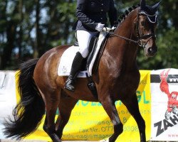 dressage horse High Noon 41 (Oldenburg, 2006, from His Highness)